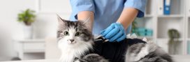 Insuffisance rénale du chat : un traitement révolutionnaire bientôt disponible