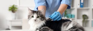 Insuffisance rénale du chat : un traitement révolutionnaire bientôt disponible