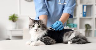 Insuffisance rénale du chat : un traitement révolutionnaire bientôt disponible