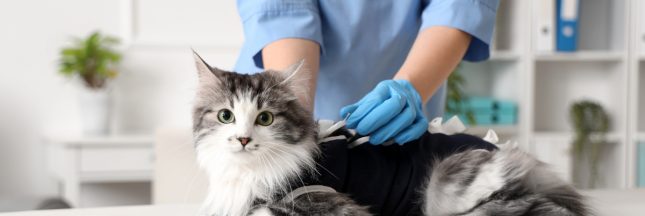 consultation d'un chat chez un vétérinaire