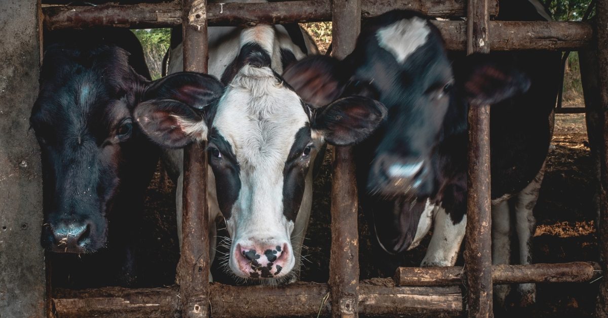 Viandes : déjà le jour d’épuisement en France ? Viandes : déjà le jour d’épuisement en France ?