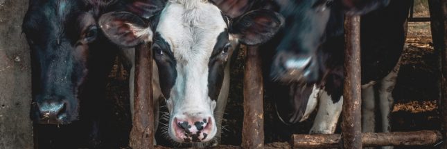 vache à l'étable