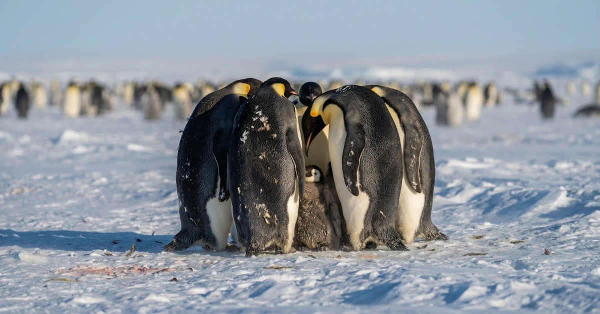 Le manchot empereur désormais classé une espèce en danger