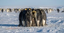 Le manchot empereur désormais classé une espèce en danger