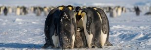 Le manchot empereur désormais classé une espèce en danger