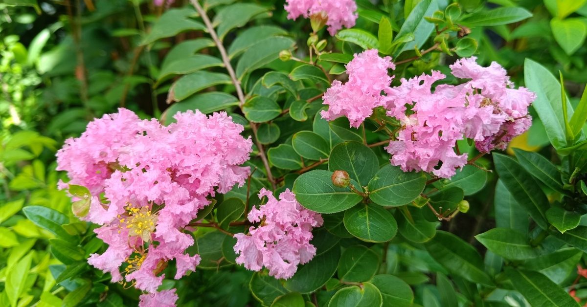 Lilas des Indes : plantation, taille et conseils pour une floraison spectaculaire