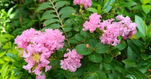 Lilas des Indes : plantation, taille et conseils pour une floraison spectaculaire