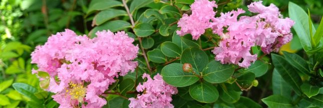 lilas des indes