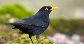 Si un merle vient dans votre jardin, voici ce que cela signifie