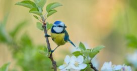 Ces couleurs qui attirent les mésanges dans votre jardin