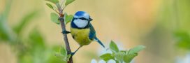 Ces couleurs qui attirent les mésanges dans votre jardin