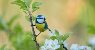 Ces couleurs qui attirent les mésanges dans votre jardin