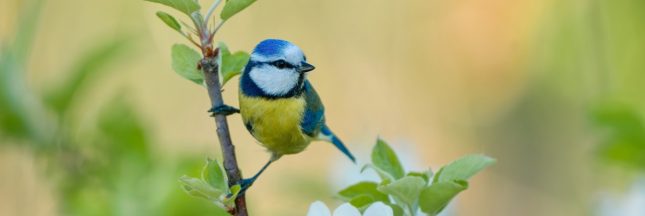 Mésange bleue jardin