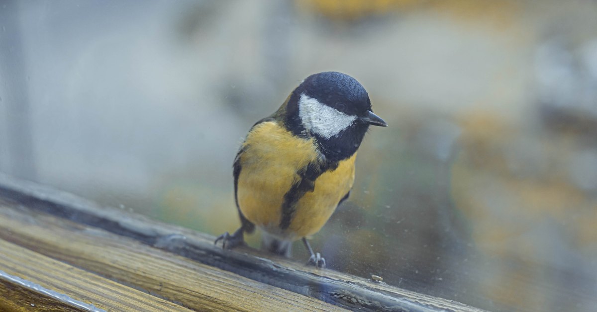 mésange frappant une fenêtre au printemps à cause de son reflet dans un jardin