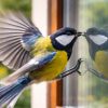 Pourquoi une mésange frappe votre fenêtre sans arrêt ?