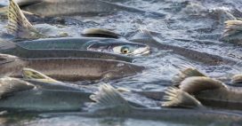Polluant émergent, la cocaïne modifie le comportement migratoire des saumons