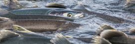 migration des saumons