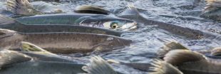 Polluant émergent, la cocaïne modifie le comportement migratoire des saumons