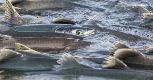 Polluant émergent, la cocaïne modifie le comportement migratoire des saumons