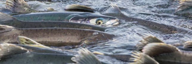 migration des saumons