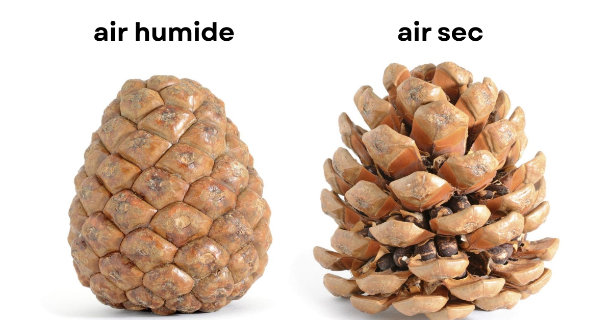 pomme de pin hygromètre