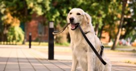 Promenade en forêt : attention à cette amende pour votre chien