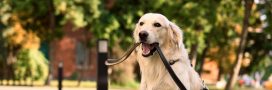 Promenade en forêt : attention à cette amende pour votre chien