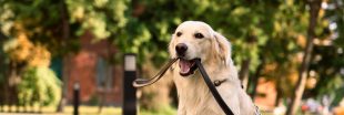 Promenade en forêt : attention à cette amende pour votre chien