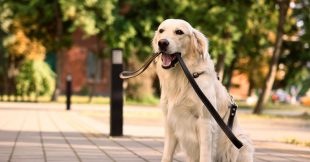 Promenade en forêt : attention à cette amende pour votre chien