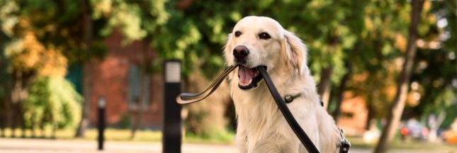 Promenade en forêt : attention à cette amende pour votre chien