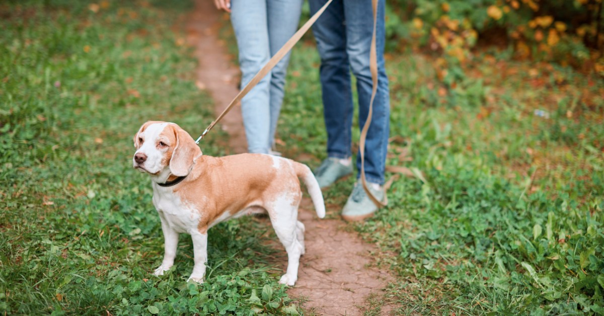 vos chiens doivent être tenus en laisse en forêt