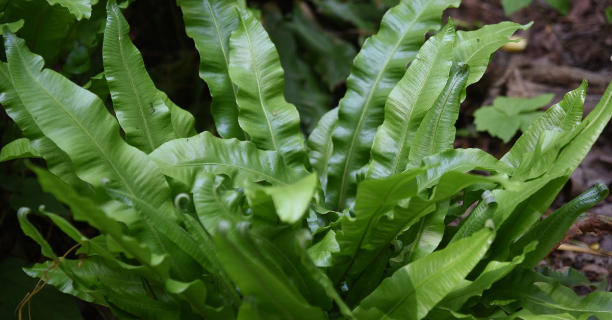 Asplenium scolopendrium