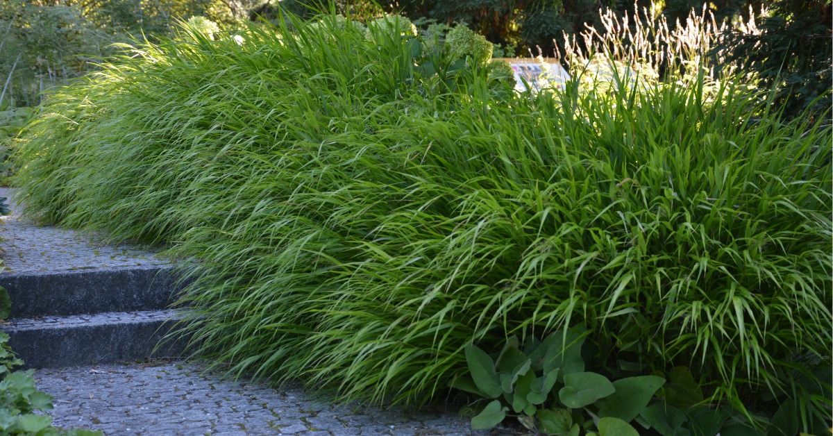Hakonechloa macra