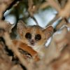 Le plus petit primate au monde menace de s'éteindre