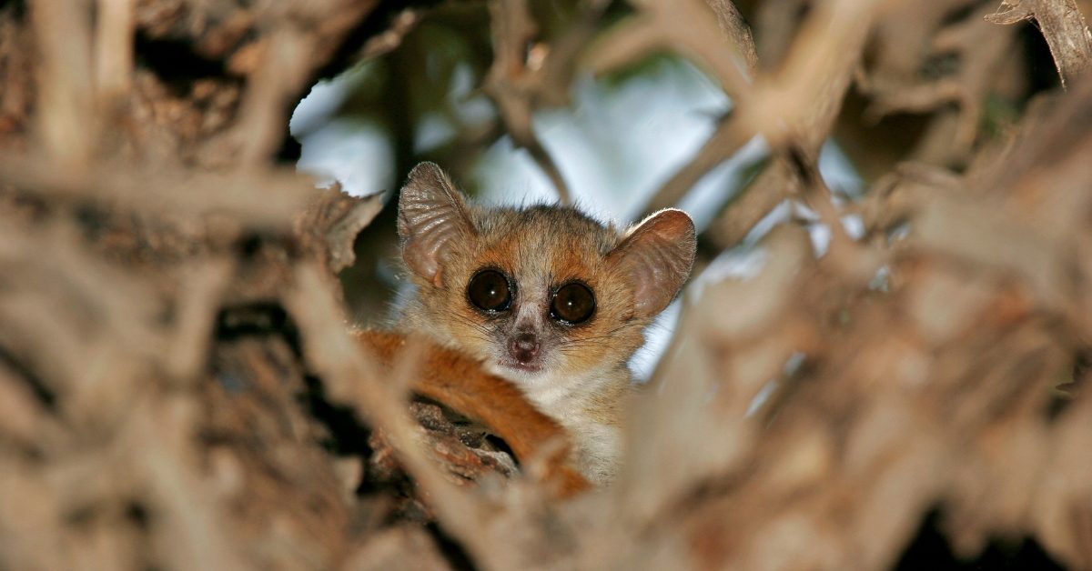 Le plus petit primate au monde menace de s’éteindre