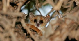 Le plus petit primate au monde menace de s’éteindre
