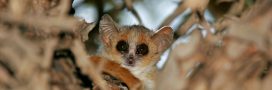 Le plus petit primate au monde menace de s'éteindre Le plus petit primate au monde menace de s'éteindre