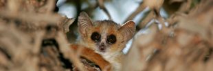 Le plus petit primate au monde menace de s'éteindre Le plus petit primate au monde menace de s'éteindre