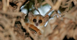 Le plus petit primate au monde menace de s'éteindre Le plus petit primate au monde menace de s'éteindre