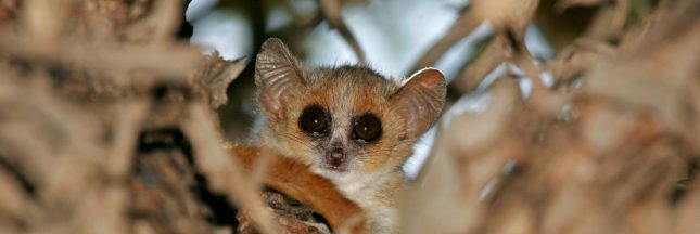 Microcèbe de Mme Berthe plus petit primate monde Madagascar