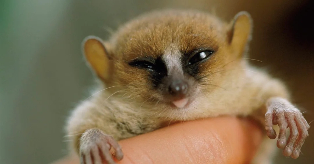Microcebus berthae primate minuscule