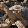 14 espèces animales disparues - DIAPORAMA 14 espèces animales disparues - DIAPORAMA