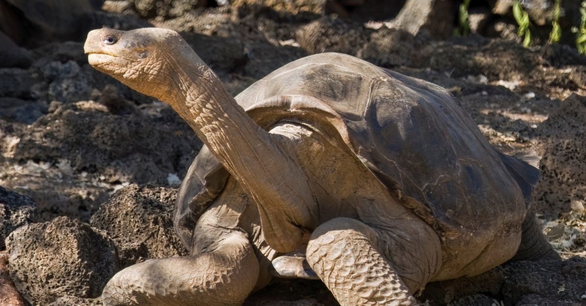 14 espèces animales disparues – DIAPORAMA 14 espèces animales disparues – DIAPORAMA