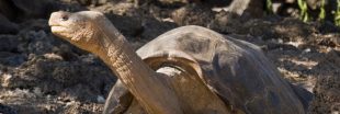 14 espèces animales disparues - DIAPORAMA