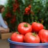 Pourquoi nos aliments perdent-ils leurs qualités nutritionnelles ?