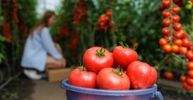Pourquoi nos aliments perdent-ils leurs qualités nutritionnelles ?