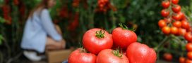 Pourquoi nos aliments perdent-ils leurs qualités nutritionnelles ?
