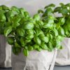 Comment conserver son basilic en pot ?