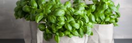 Comment conserver son basilic en pot ?