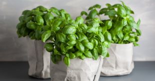Comment conserver son basilic en pot ?